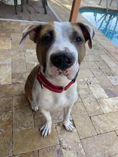 Hank, Adoptable, Young Male Pit Bull Terrier.