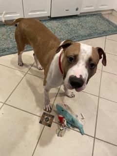 Hank, a Adoptable mixed breed in North Miami, FL image 2/5