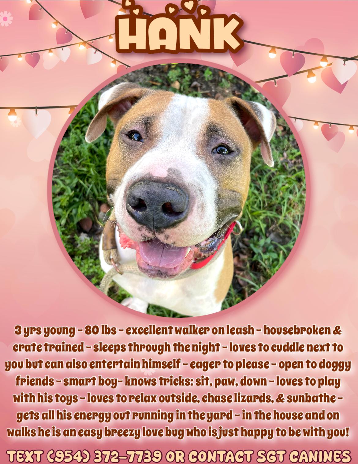 Hank, a Adoptable mixed breed in North Miami, FL image 3/5