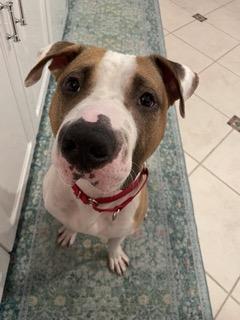 Hank, Adoptable, Young Male Pit Bull Terrier.