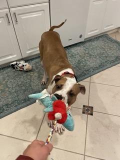 Hank, a Adoptable mixed breed in North Miami, FL image 5/5