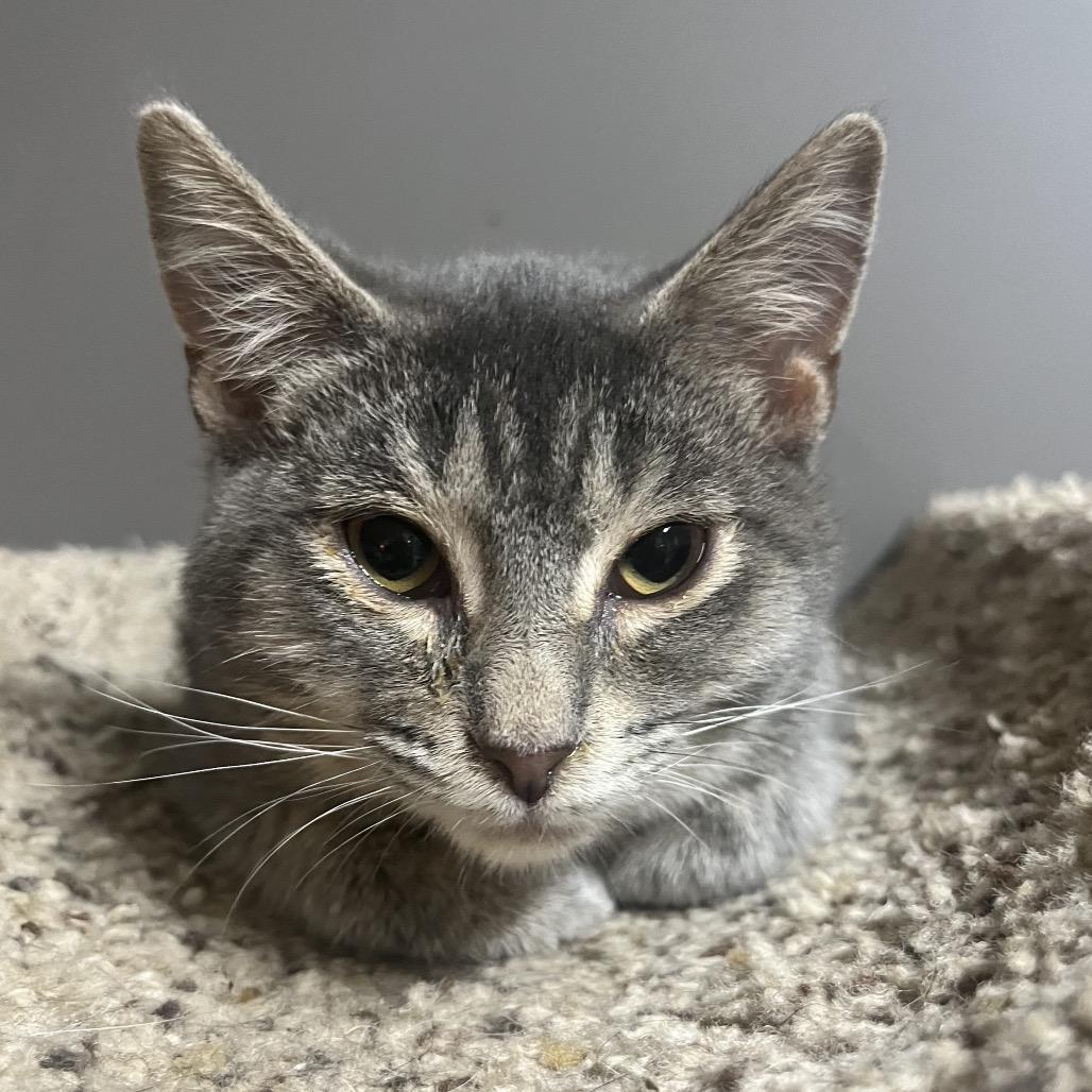 Enlarge Mandy, a Adoptable Domestic Short Hair in South Elgin, IL image 1/3