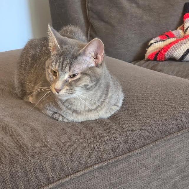 Mandy, a Adoptable Domestic Short Hair in South Elgin, IL image 3/4