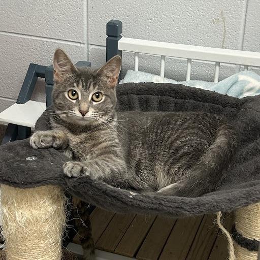 Enlarge Mandy, a Adoptable Domestic Short Hair in South Elgin, IL image 3/3