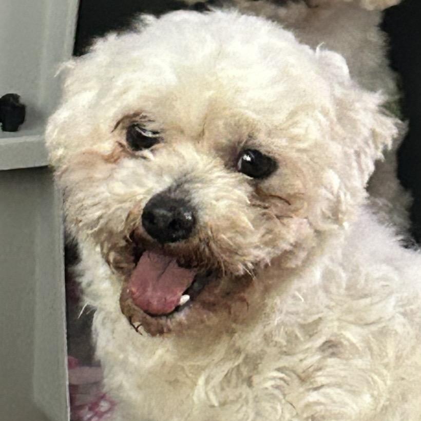 Beautiful Bethany, ADOPTABLE, Adult Female Poodle (Toy) & Maltese.