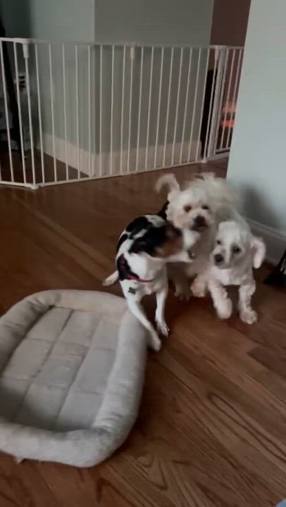 Enlarge Beautiful Bethany, a ADOPTABLE mixed breed in Arnold, MD video 2/2