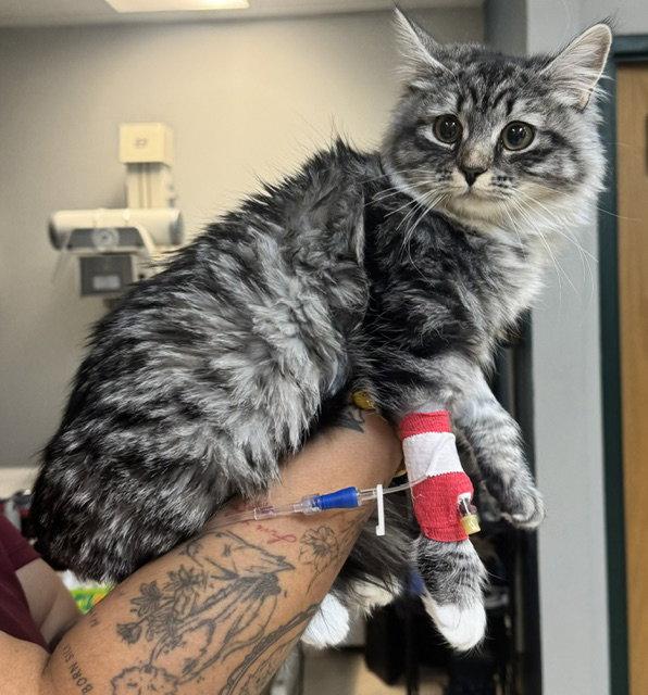 Mabel (Cat Cafe in Longmont), Adoptable, Young Female Domestic Long Hair.