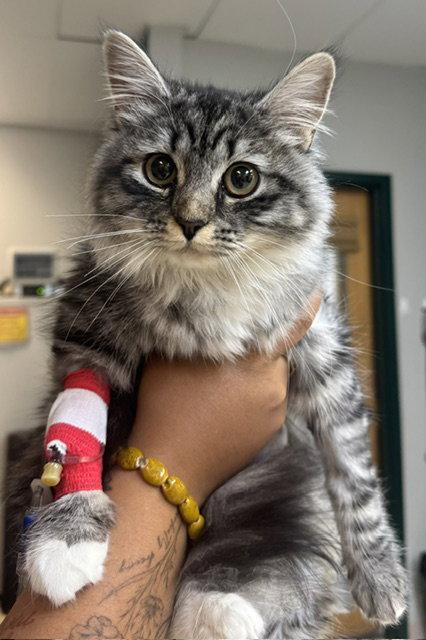 Enlarge Mabel (Cat Cafe in Longmont), a Adoptable Domestic Long Hair in Aurora, CO image 2/3