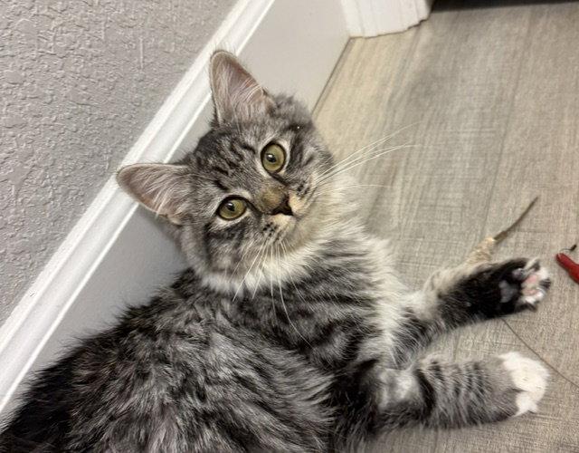 Enlarge Mabel (Cat Cafe in Longmont), a Adoptable Domestic Long Hair in Aurora, CO image 3/3