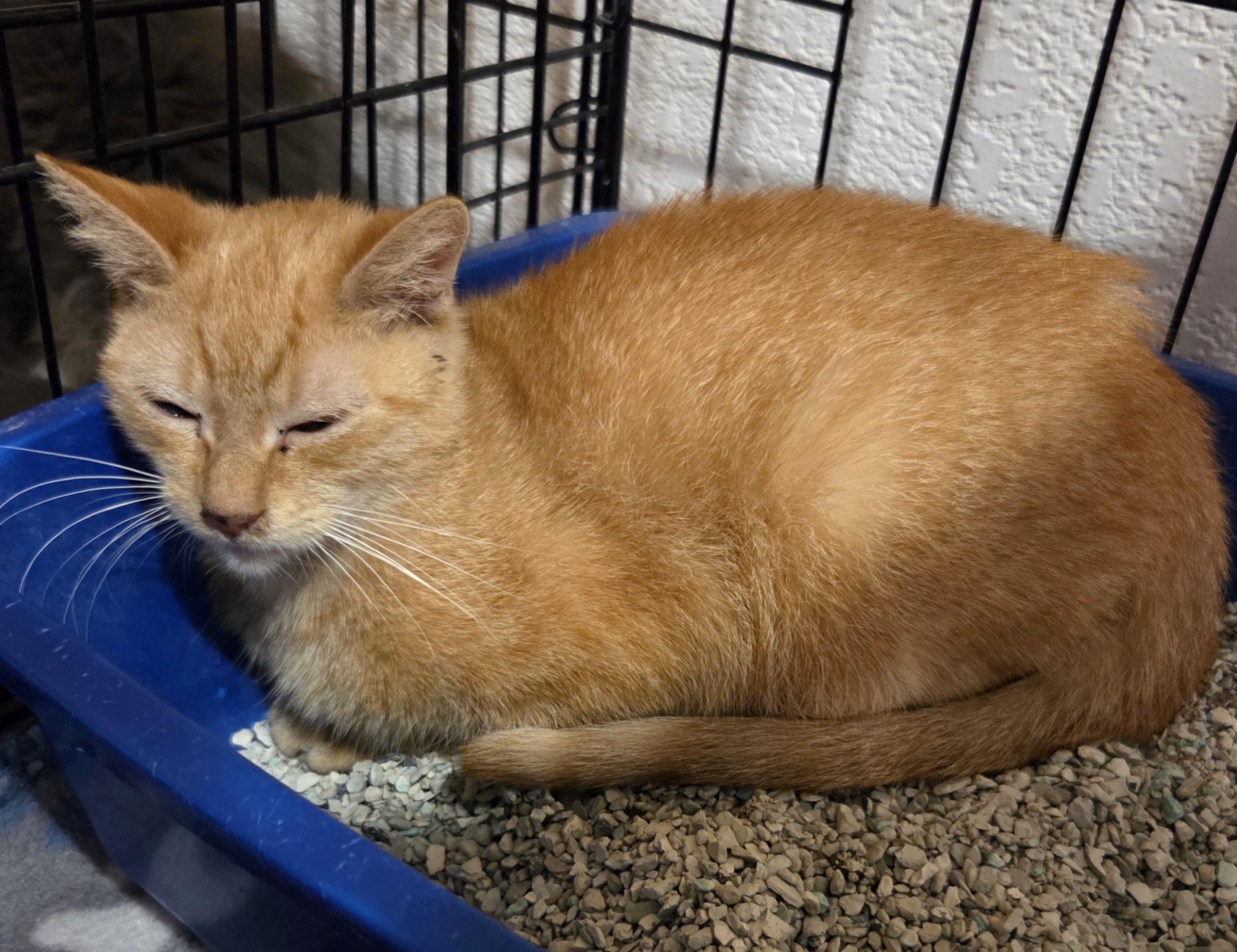 Enlarge Razzles 5812, a ADOPTABLE Domestic Short Hair in Boca Raton, FL image 1/1