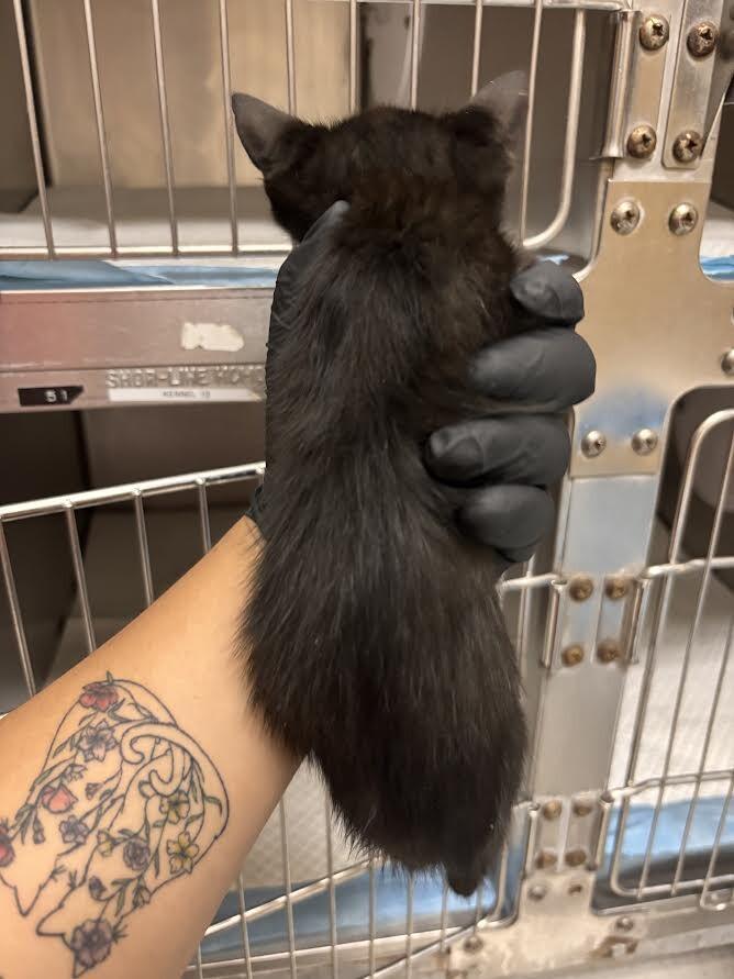 Umbra, Adoptable, Young Female Domestic Short Hair.