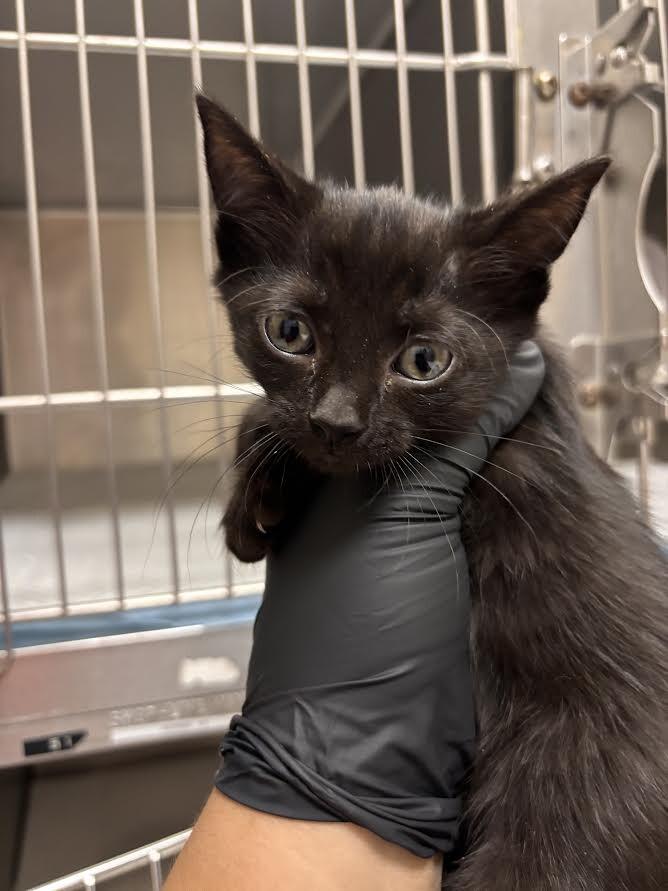 Enlarge Umbra, a Adoptable Domestic Short Hair in Hobbs, NM image 2/4