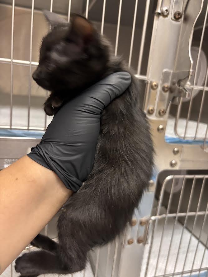 Enlarge Umbra, a Adoptable Domestic Short Hair in Hobbs, NM image 3/4