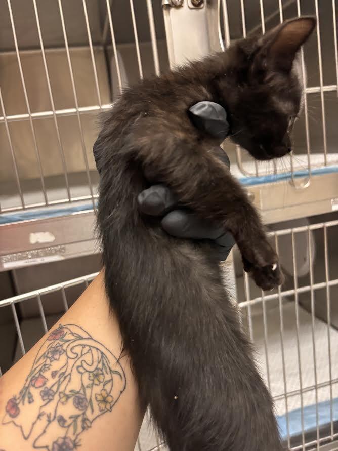 Enlarge Umbra, a Adoptable Domestic Short Hair in Hobbs, NM image 4/4