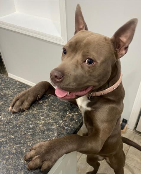 Enlarge Mocha, a ADOPTABLE mixed breed in Palatine, IL image 1/1