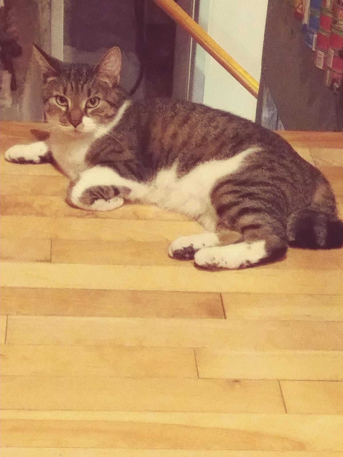 Janie, Adoptable, Adult Female Domestic Short Hair & Tiger.