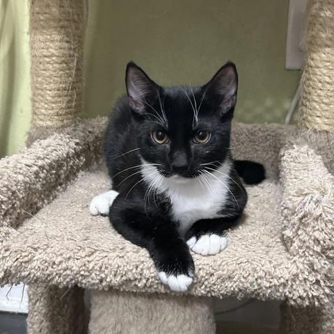 Tux (bonded with Lea), a Adoptable Domestic Short Hair in East Brunswick, NJ image 1/6