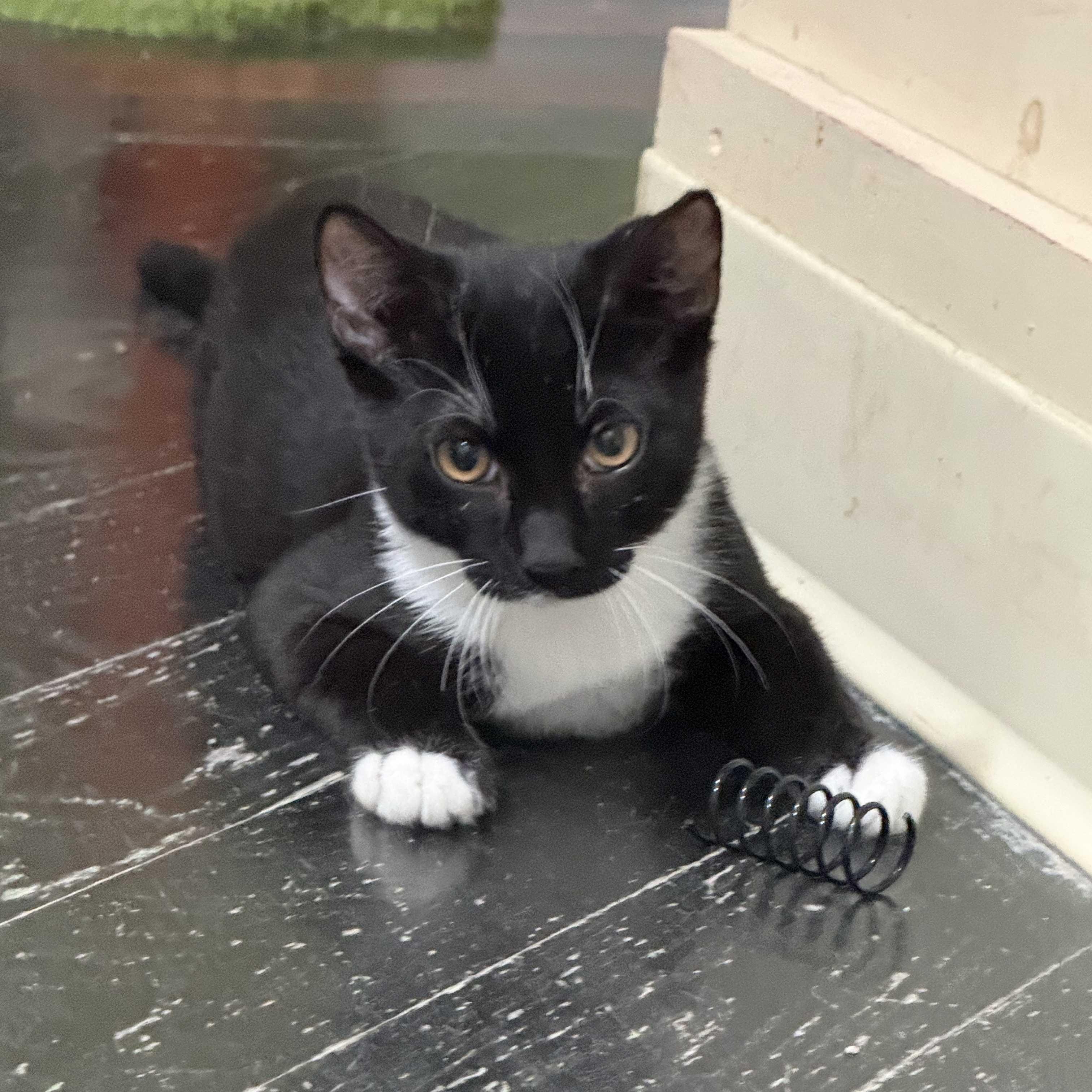 Tux (bonded with Lea), a Adoptable Domestic Short Hair in East Brunswick, NJ image 5/6