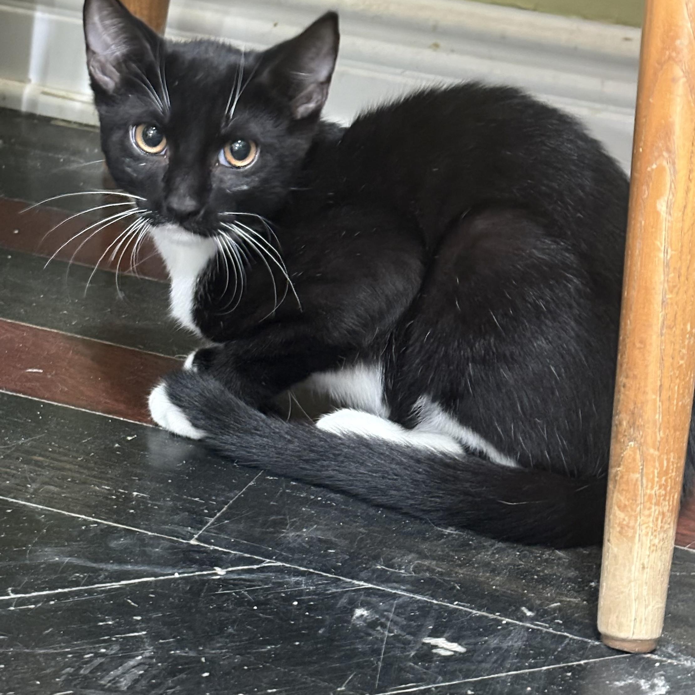 Tux (bonded with Lea), a Adoptable Domestic Short Hair in East Brunswick, NJ image 3/6