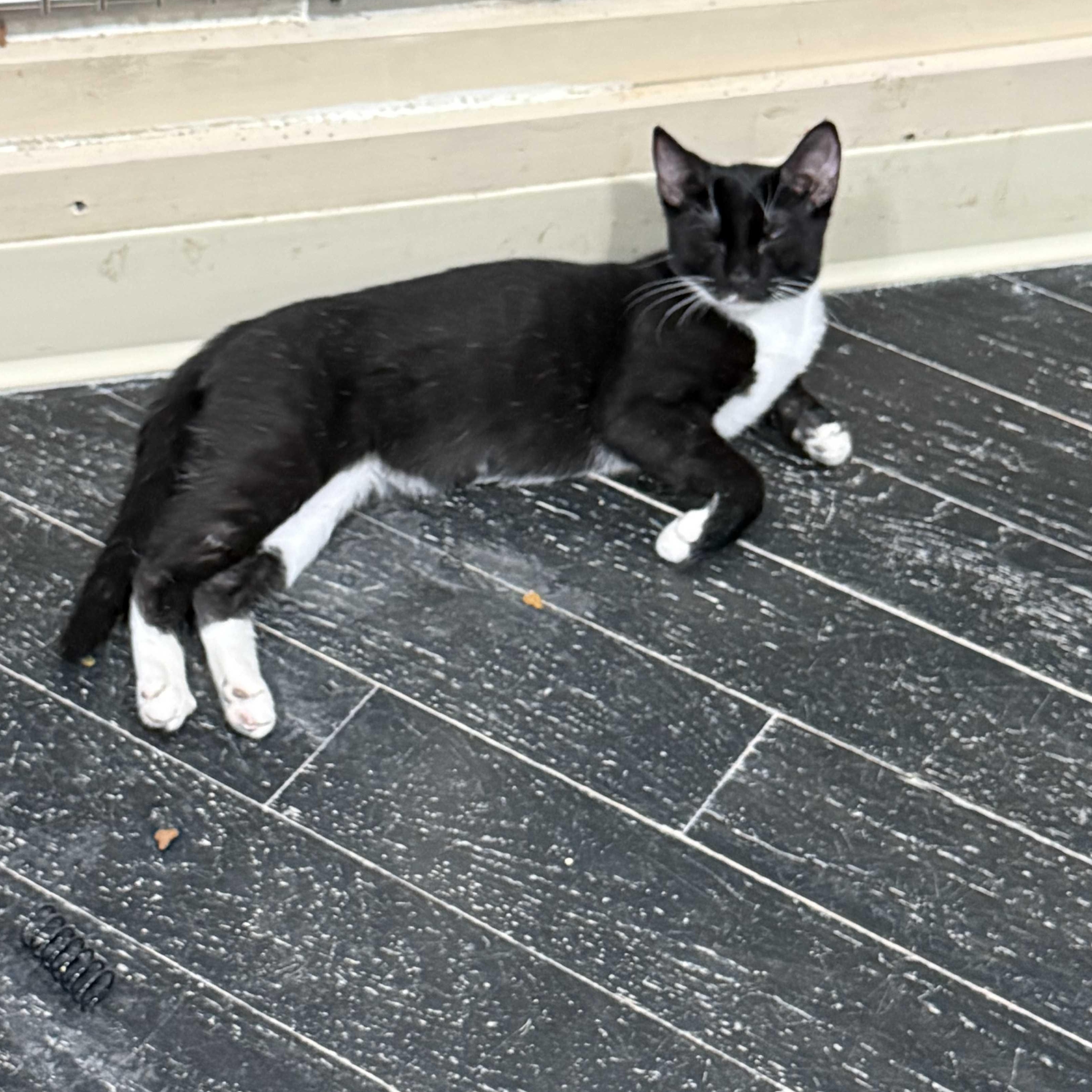 Tux (bonded with Lea), a Adoptable Domestic Short Hair in East Brunswick, NJ image 4/6