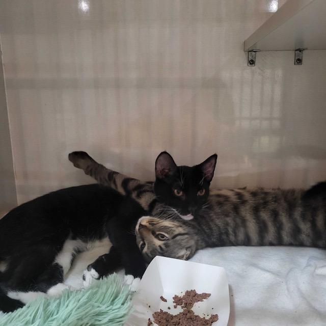 Tux (bonded with Lea), a Adoptable Domestic Short Hair in East Brunswick, NJ image 6/6
