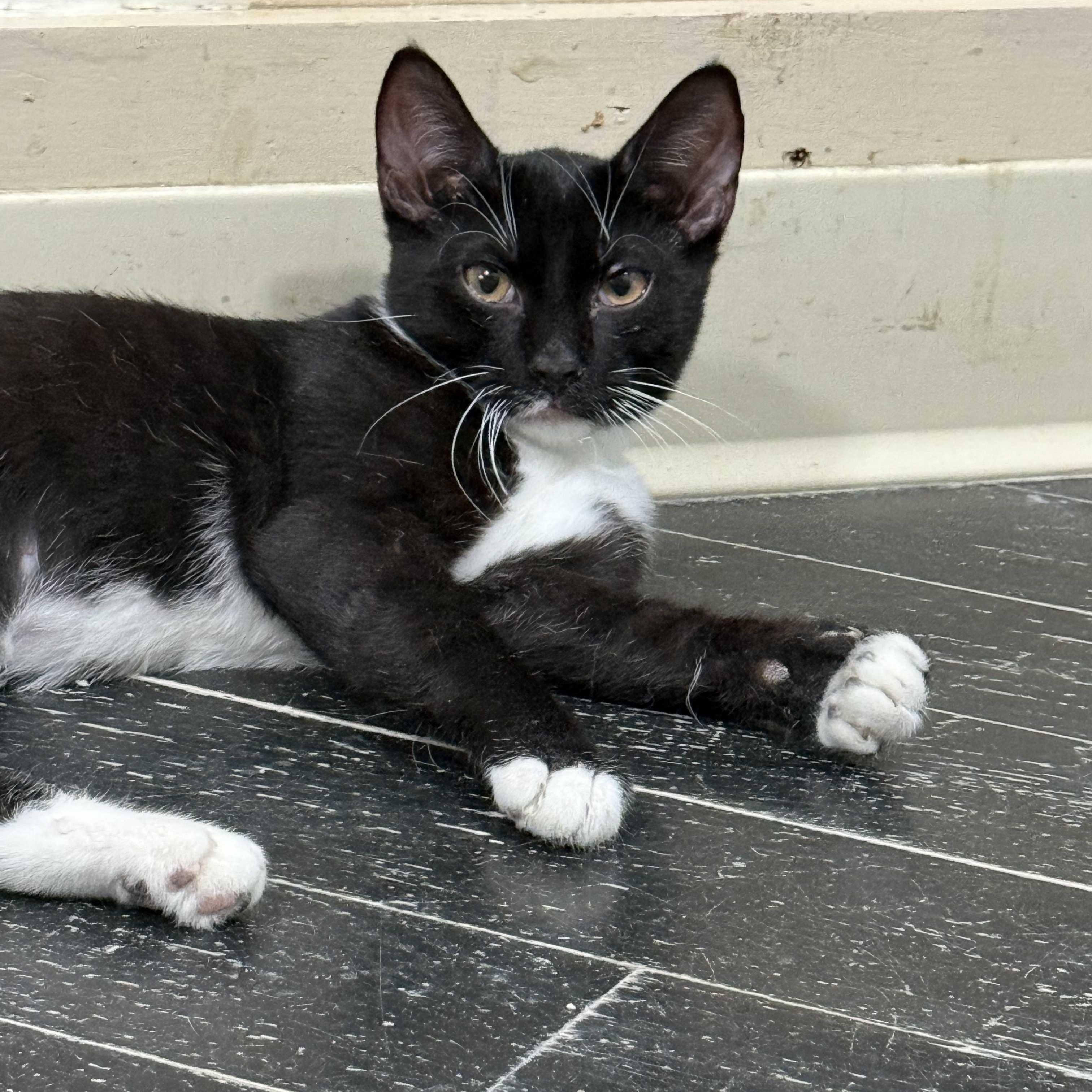 Tux (bonded with Lea), a Adoptable Domestic Short Hair in East Brunswick, NJ image 2/6