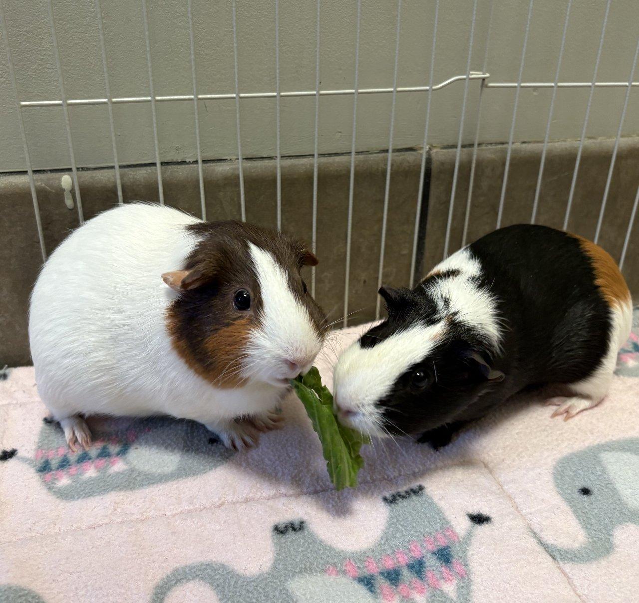 Venus, Adoptable, Adult Female Guinea Pig.