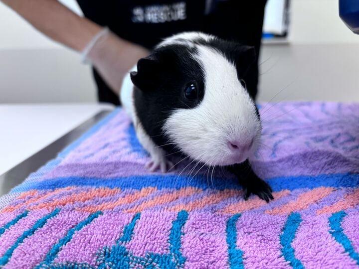 Venus, a Adoptable Guinea Pig in Raleigh, NC image 2/2