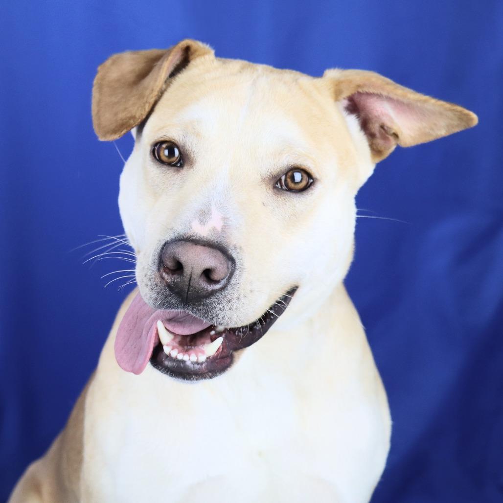 Leo - 102203T, Adoptable, Adult Male Labrador Retriever & Feist.