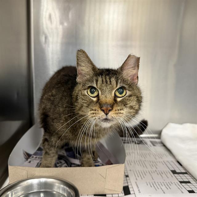 NAPOLEAN, Adoptable, Young Male Domestic Short Hair.