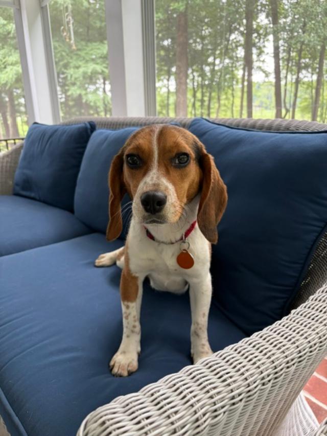 Buttercup, ADOPTABLE, Young Female Beagle.