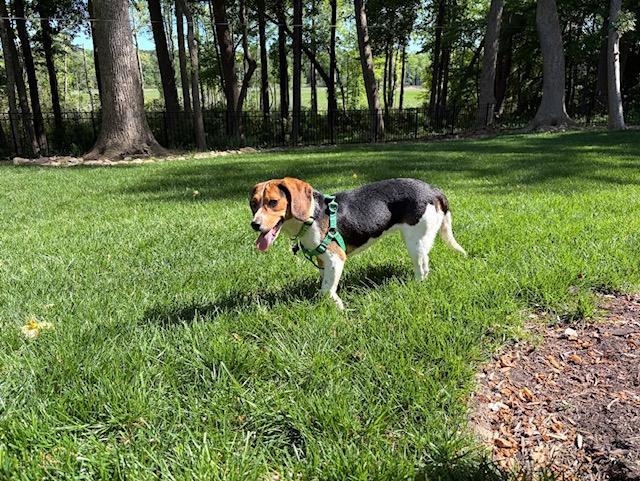 Enlarge Buttercup, a ADOPTABLE Beagle in Williamsburg, VA image 6/6