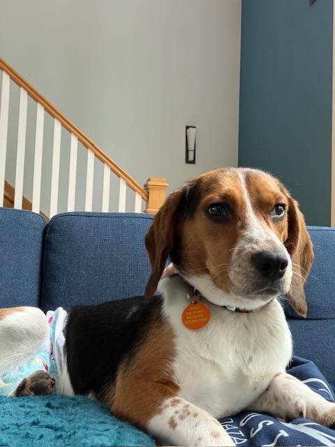 Enlarge Buttercup, a ADOPTABLE Beagle in Williamsburg, VA image 4/6