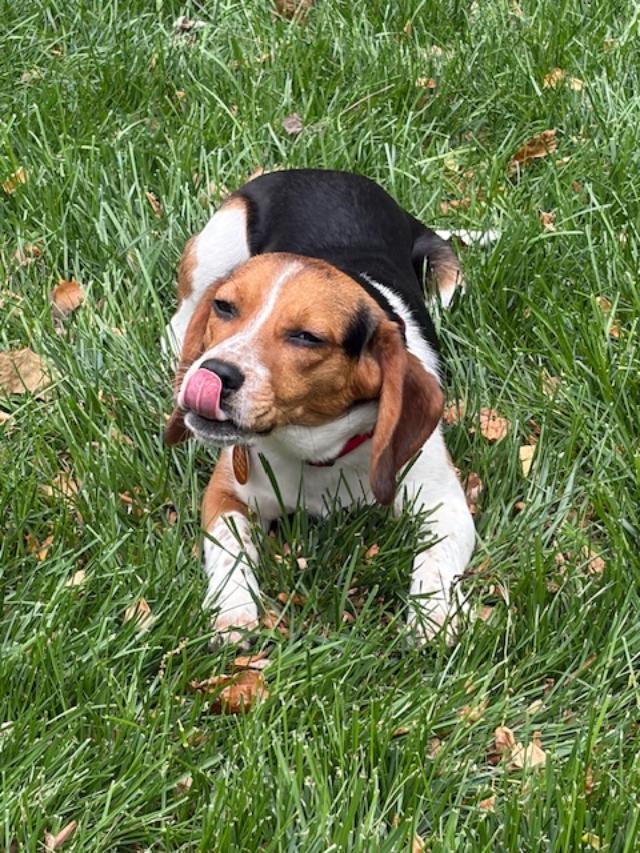 Enlarge Buttercup, a ADOPTABLE Beagle in Williamsburg, VA image 3/6