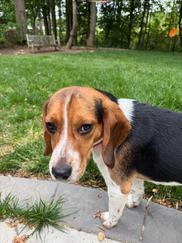 Enlarge Buttercup, a ADOPTABLE Beagle in Williamsburg, VA image 2/6