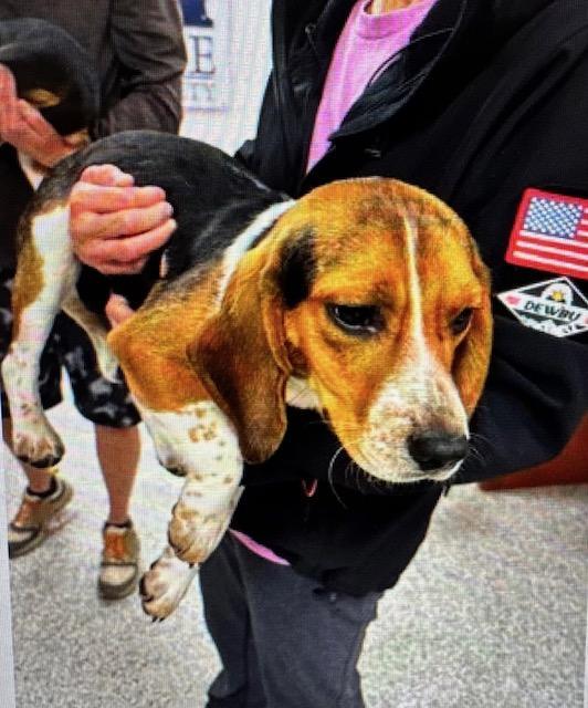 Enlarge Buttercup, a ADOPTABLE Beagle in Williamsburg, VA image 5/6
