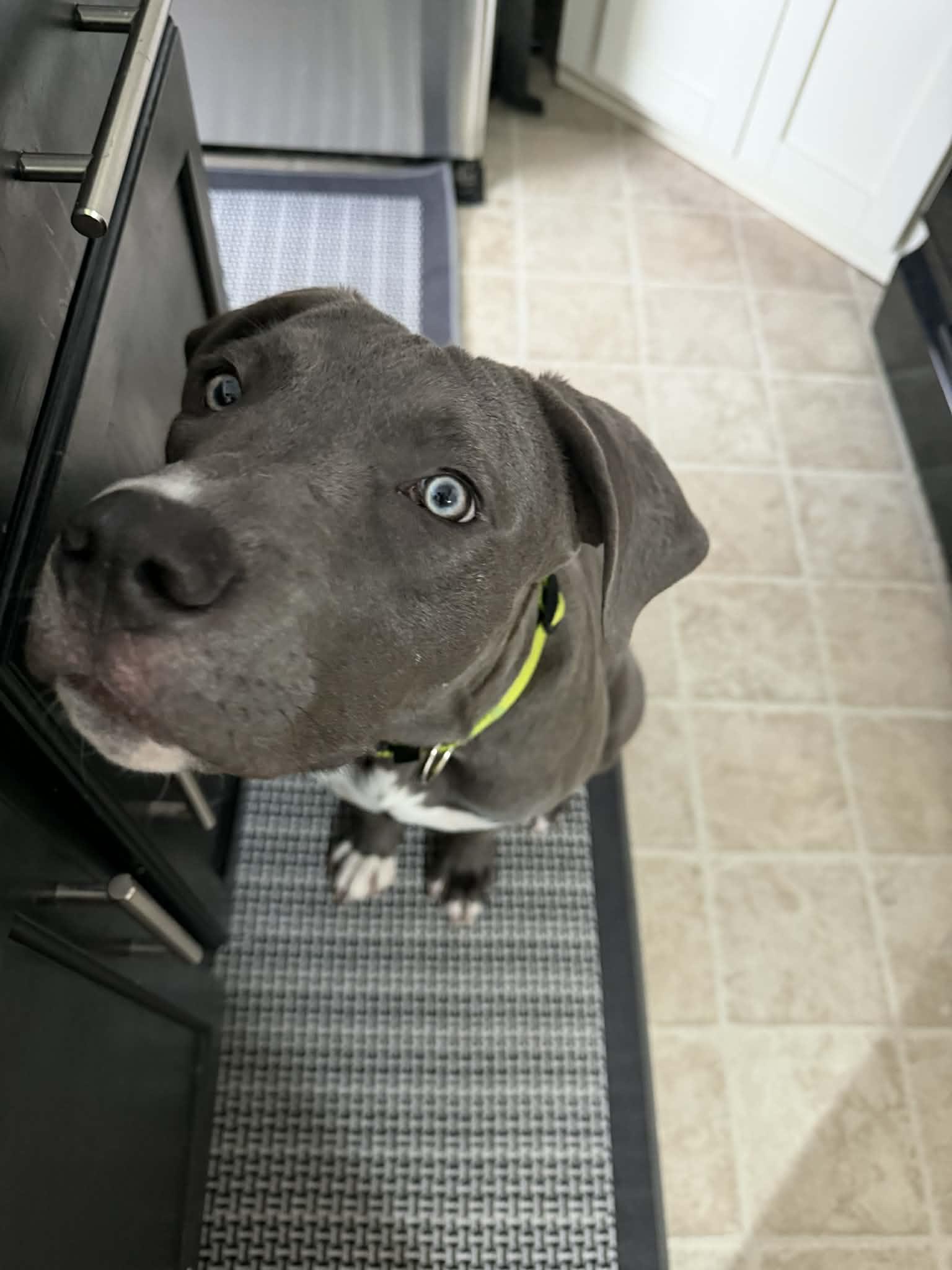 Enlarge Ben, a Adoptable Pit Bull Terrier in St. Clair Shores, MI image 1/6