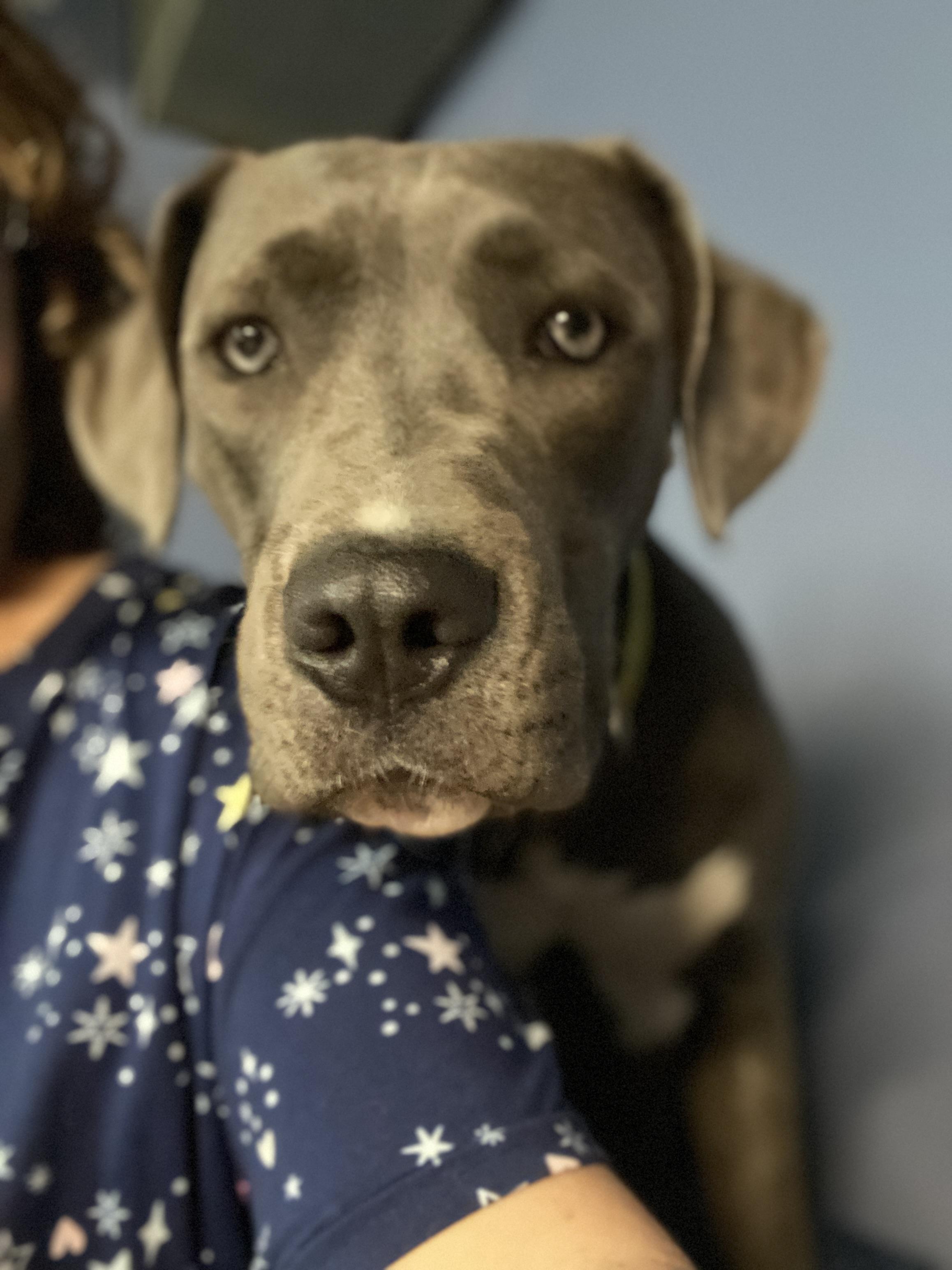 Enlarge Ben, a Adoptable mixed breed in St. Clair Shores, MI image 2/5