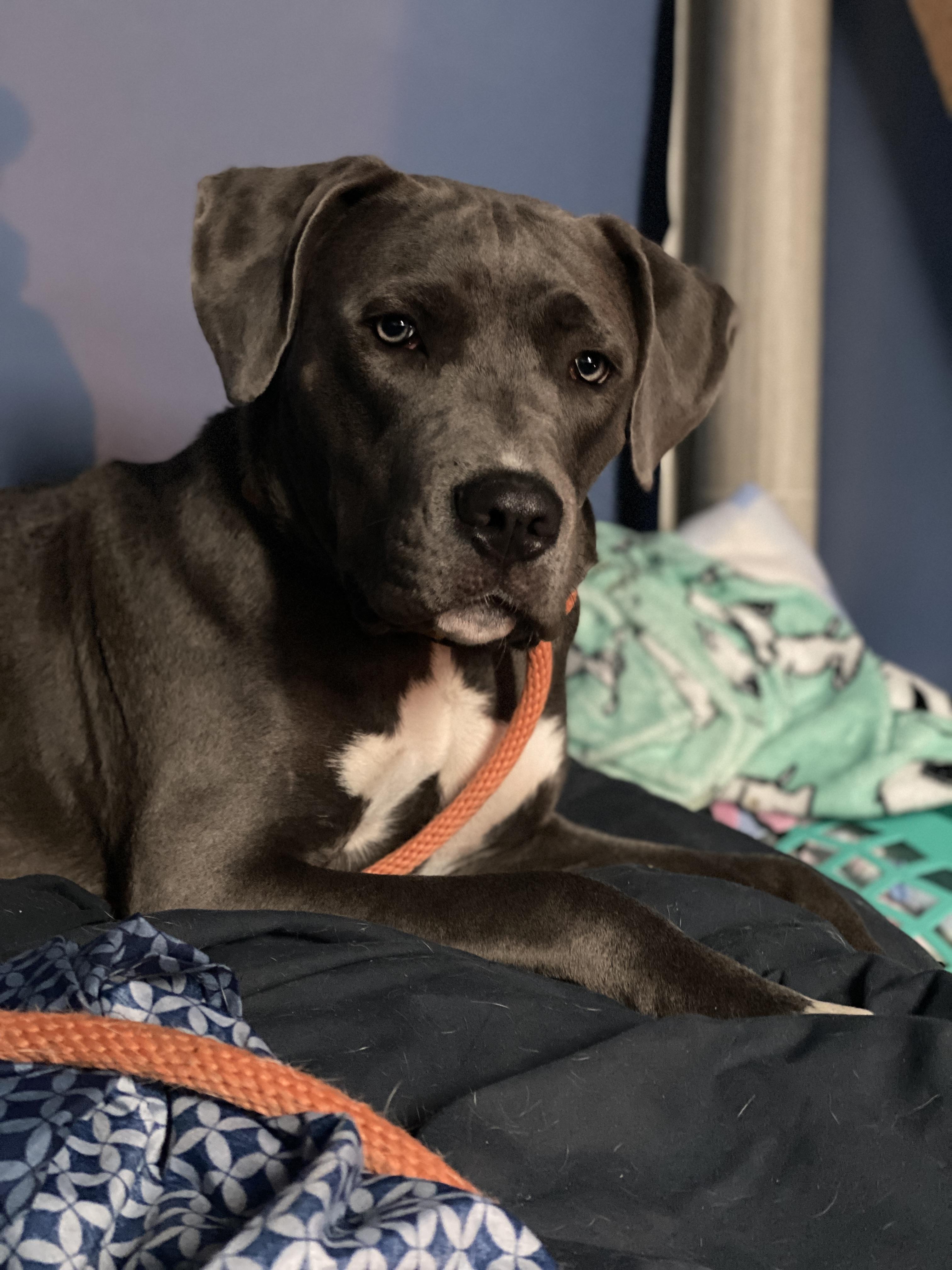 Enlarge Ben, a Adoptable mixed breed in St. Clair Shores, MI image 3/5