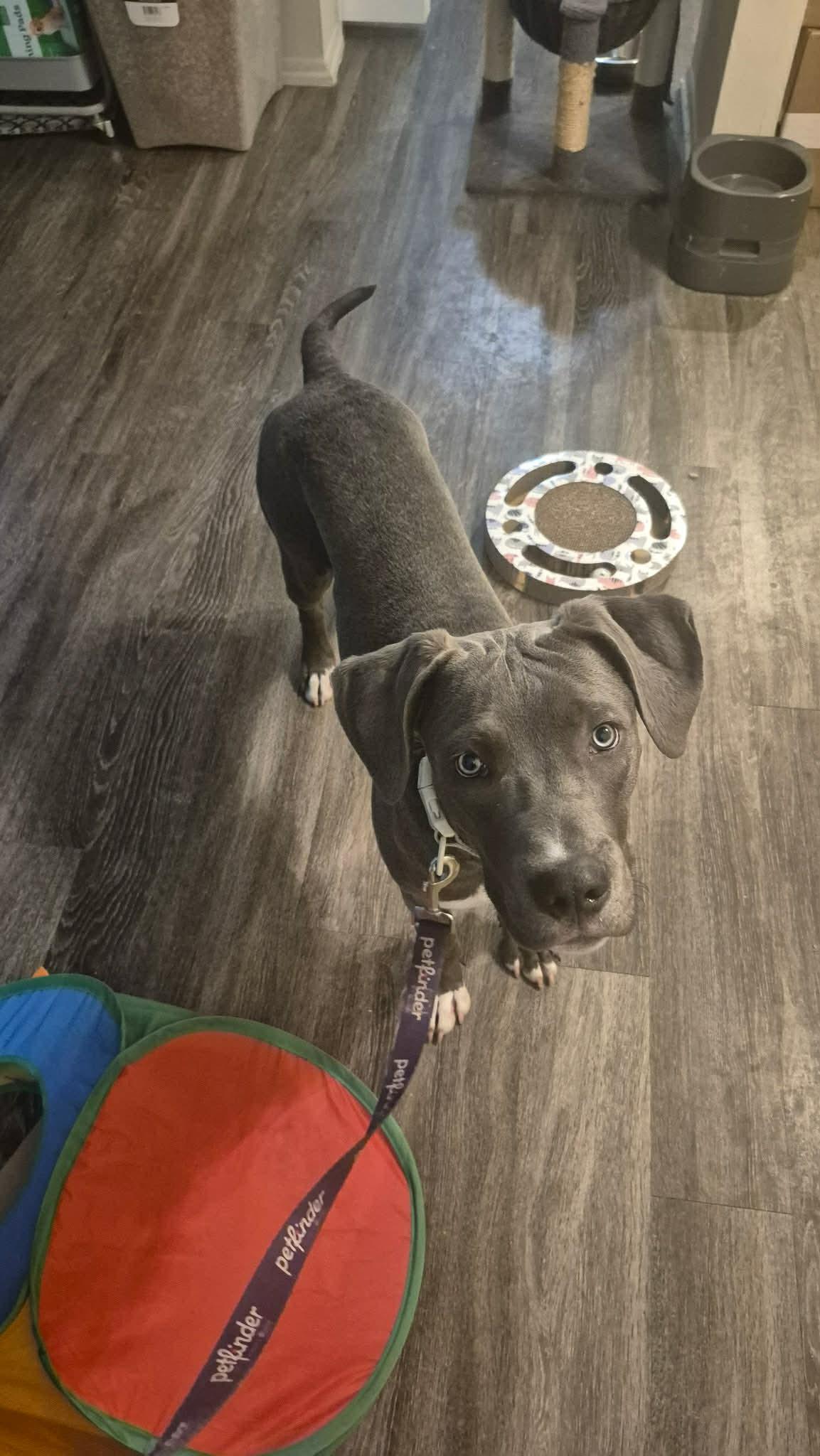 Enlarge Ben, a Adoptable Pit Bull Terrier in St. Clair Shores, MI image 2/6