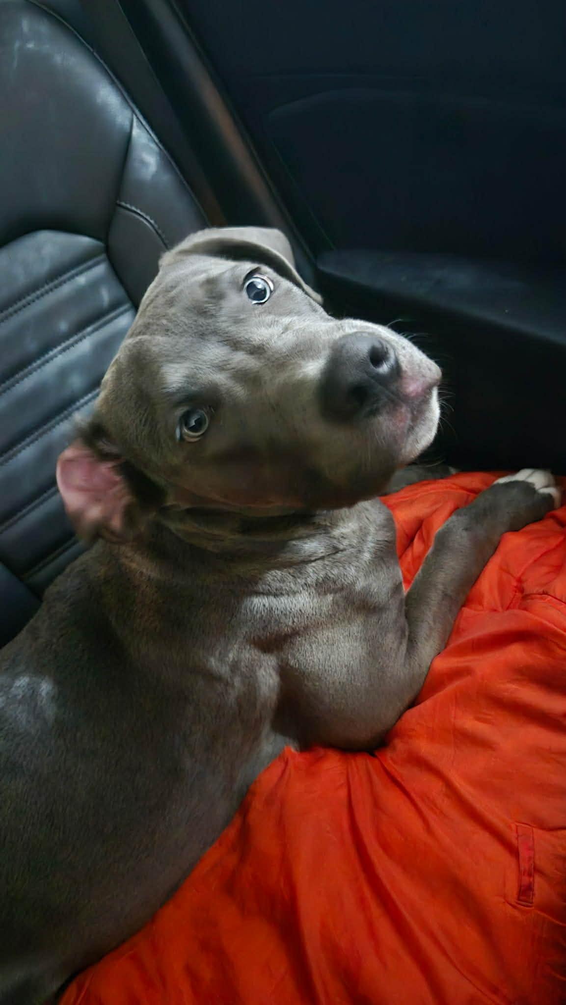 Enlarge Ben, a Adoptable Pit Bull Terrier in St. Clair Shores, MI image 4/6