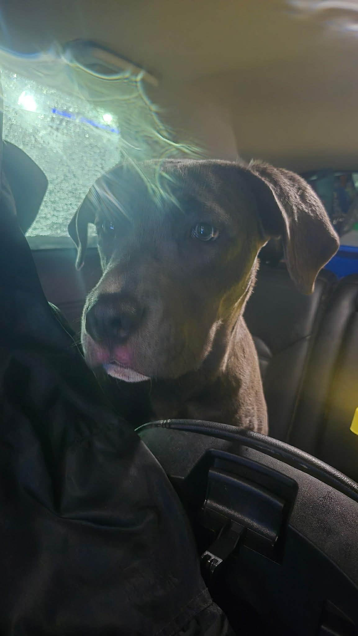 Enlarge Ben, a Adoptable Pit Bull Terrier in St. Clair Shores, MI image 6/6