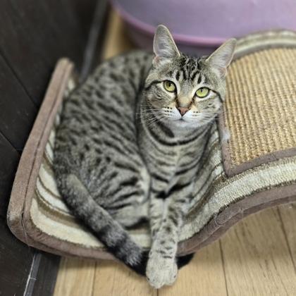 Mushu, a Adoptable mixed breed in Woodstock, IL image 1/3