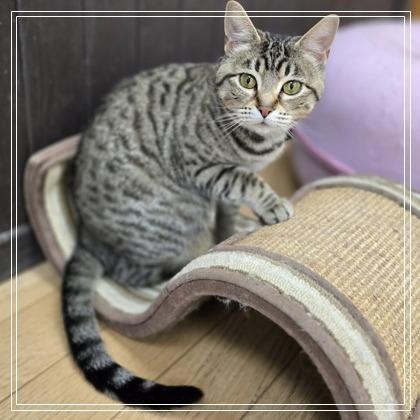 Mushu, a Adoptable mixed breed in Woodstock, IL image 2/3