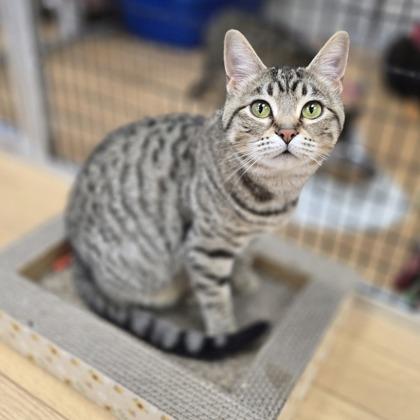 Mushu, a Adoptable mixed breed in Woodstock, IL image 3/3