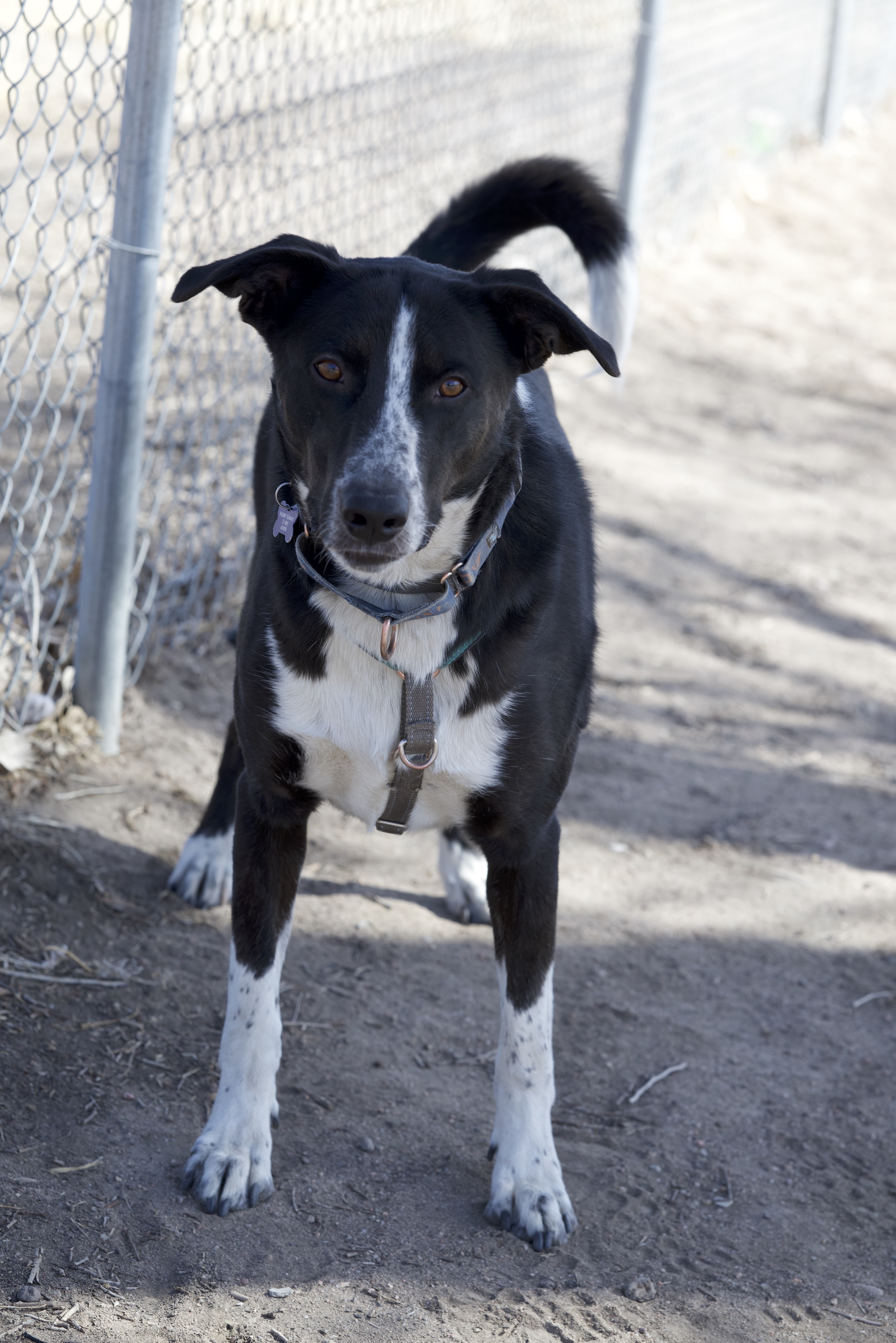 Sheriff Tommy, a Adoptable mixed breed in Pueblo, CO image 2/6