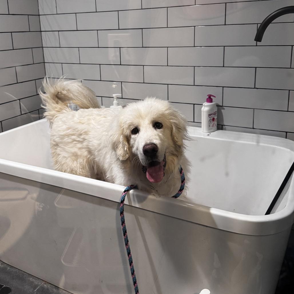 Enlarge Klondike, a ADOPTABLE Great Pyrenees in Chicago, IL image 2/2