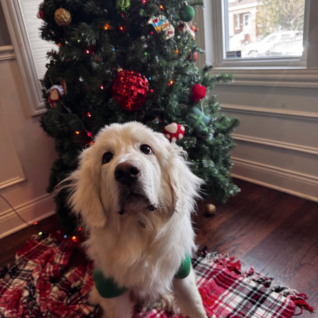 Klondike, ADOPTABLE, Adult Male Great Pyrenees.