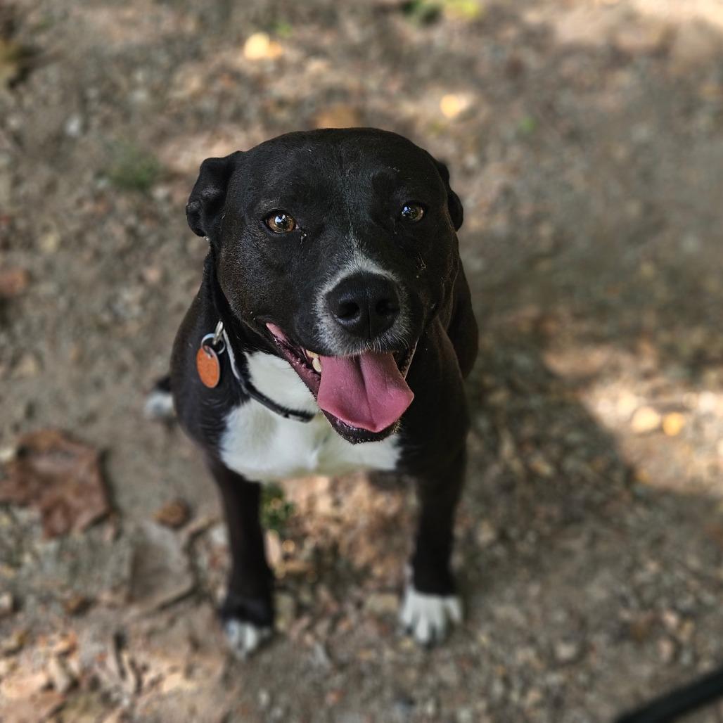 Pluto, a Adoptable mixed breed in Springfield, MO image 1/6