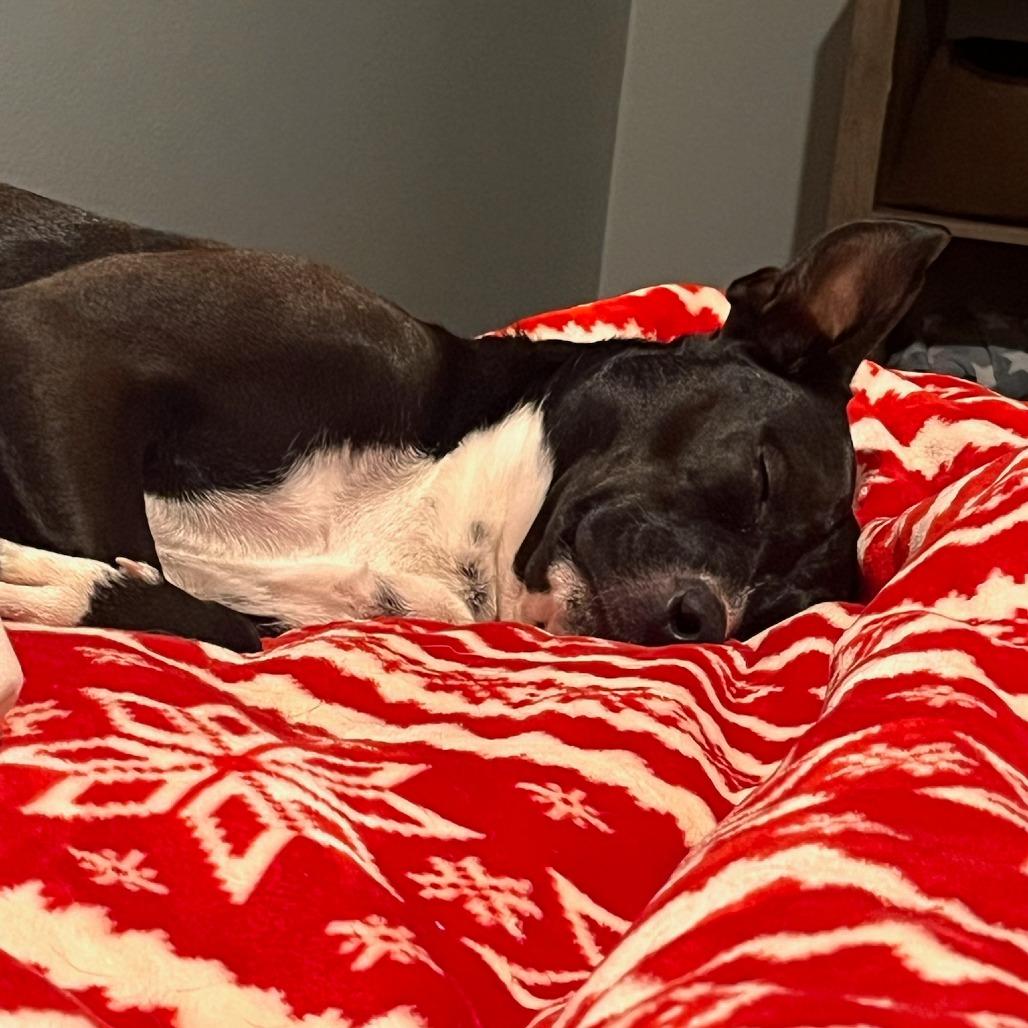 Pluto, Adoptable, Adult Male Pit Bull Terrier & Mixed Breed.